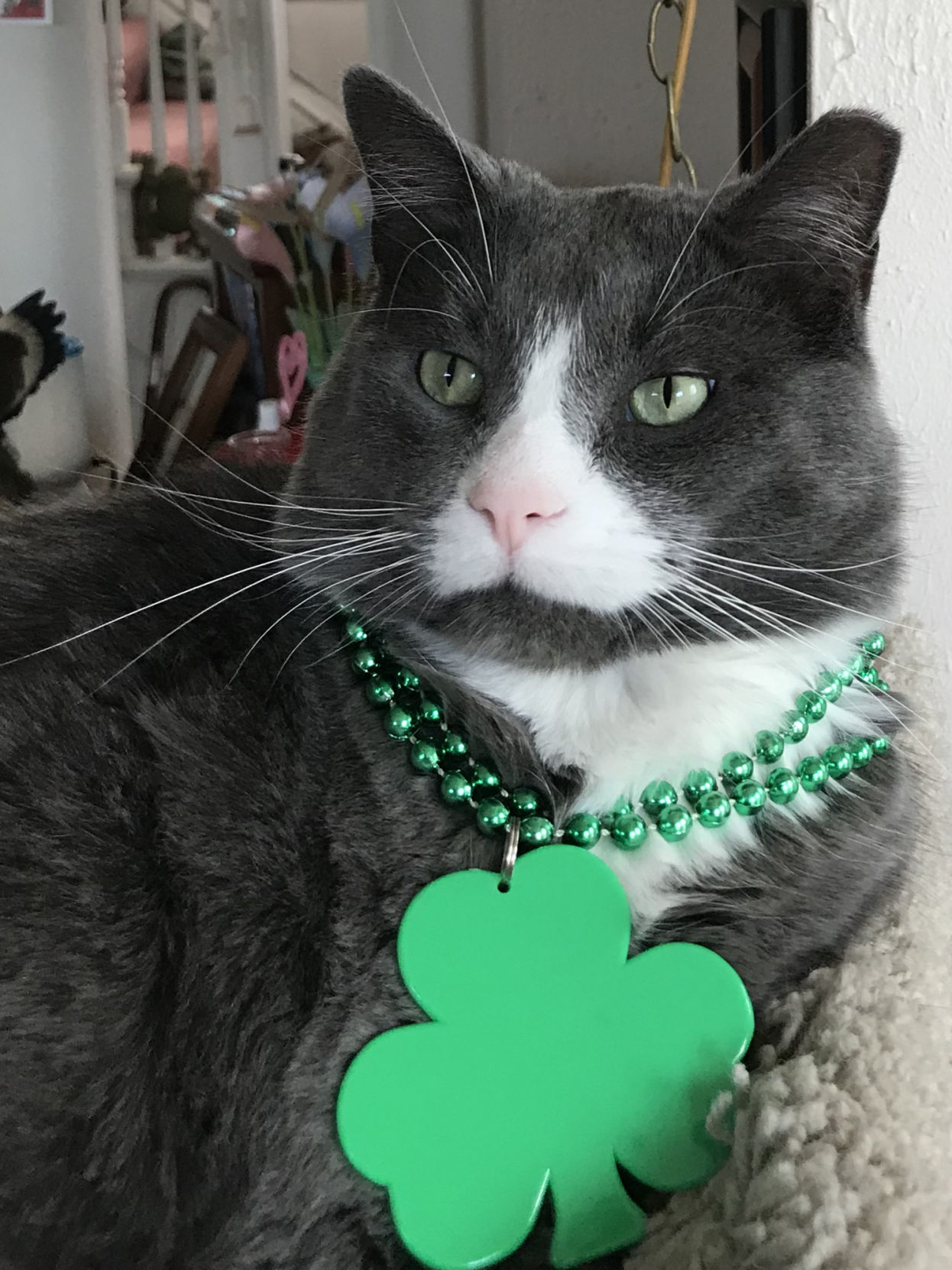 St Pattys cat